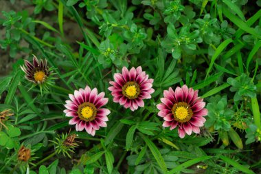 Bahçede arka planda yeşil yapraklı üç güzel pembe gazania çiçeği