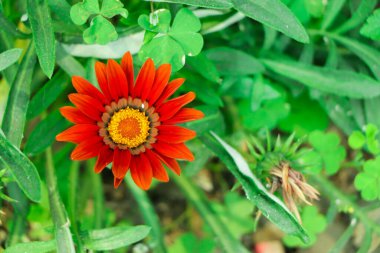 Kırmızı turuncu gazania çiçeği kopya alanı ile yakın plan