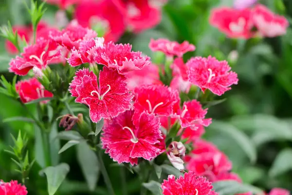 Bahçede açan pembe dianthus çiçeği