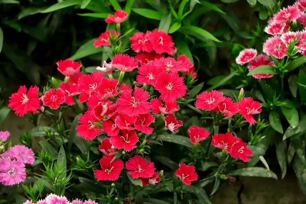 stock image Red pink dianthus flower bloom in garden