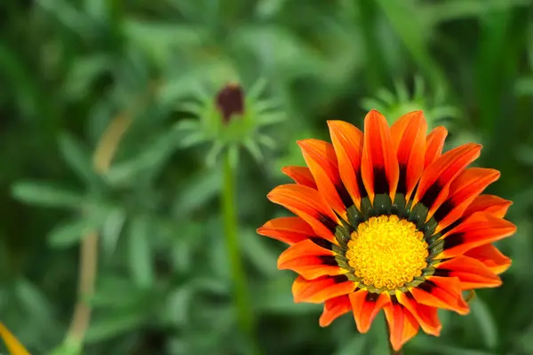 stock image Closeup orange gazania with beautiful color