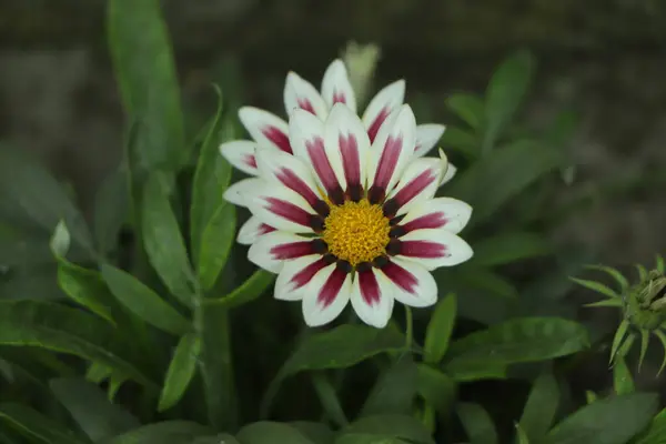 Pembe Gazania çiçeği. Arka planda yeşil yaprak var.