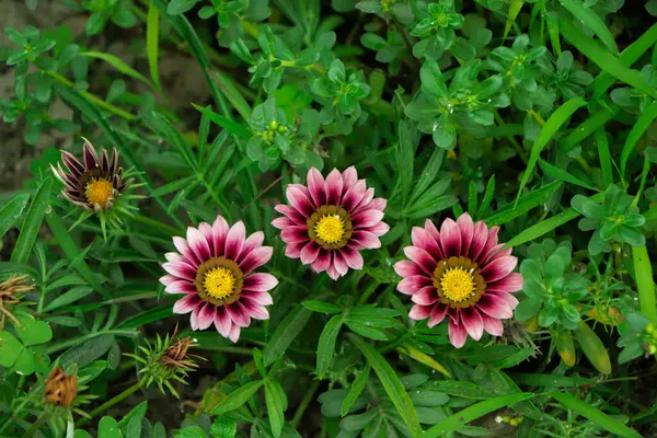 stock image Three beautiful pink gazania flower in garden with green leaf on background