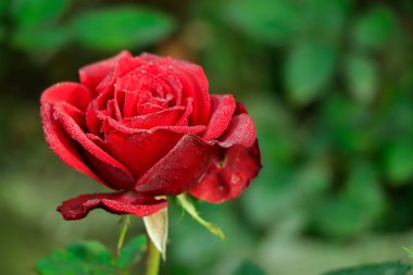 Kırmızı gül bahçeye yakın çekim