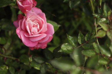 Bahçede pembe bir gül.