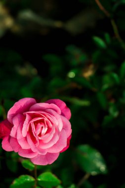 Pembe gül çiçeği fotokopi alanı ile doğaya yakın çekim