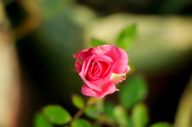 Küçük pembe gül çiçeği yakın plan