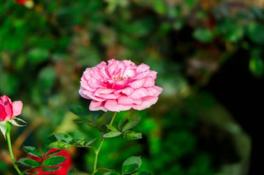 Büyük pembe gül yakın plan doğal arka plan