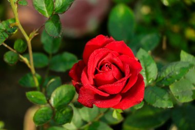 Yeşil yapraklı kırmızı gül ve çiğ damlacıkları