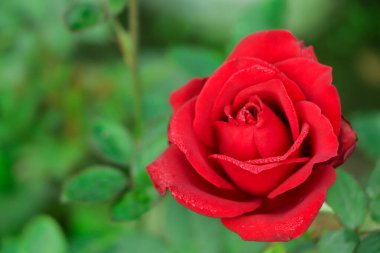 Büyük kırmızı gül, doğal bir arka planda.