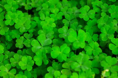 Yeşil yoncalı dört yapraklı yonca