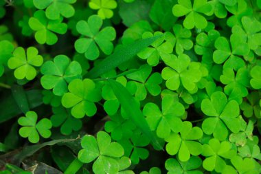 Yeşil yoncalı dört yapraklı yonca