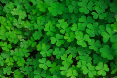 Yeşil yoncalı dört yapraklı yonca