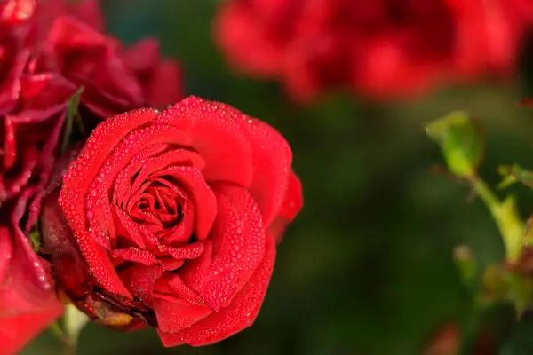 Bahçede kırmızı gül manzarası