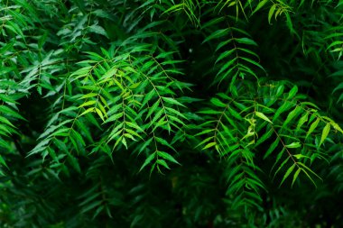 Azadirachta indica - Neem ağacı yapraklarının bir dalı. Doğal Tıp.