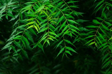 Neem bitkisinin yeni üst yaprağı