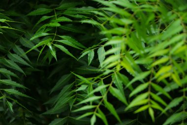 Azadirachta indica - Neem ağacı yapraklarının bir dalı. Doğal Tıp.