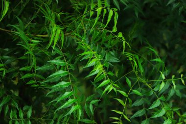 Neem beyaz arka plan üzerinde zemin macunu ile ayurvedik ilaç olarak kullanılan yaprakları, cilt bakımı, güzellik ürünleri ve kremler kullanılır.