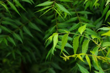 Neem bitkisinin yeni üst yaprağı