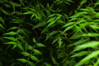 Neem bitkisinin yeni üst yaprağı