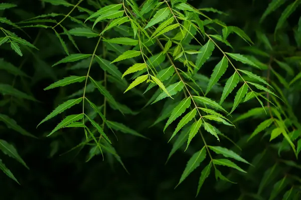 Neem bitkisinin yeni üst yaprağı