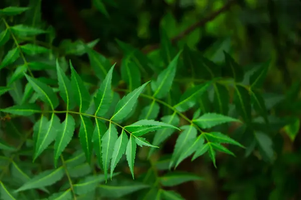 Neem bitkisinin yeni üst yaprağı