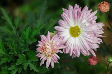 Bahçede yeşil yapraklı pembe kasımpatı çiçeği