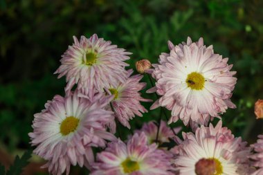 Bahçedeki pembe kasımpatı çiçeğinin tam çerçevesi