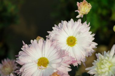 Bir buket pembe kasımpatı buketinin yakın plan fotoğrafı. Takvimler, pankartlar ve kartpostallarda kullanmak için güzel çiçek arkaplanı.