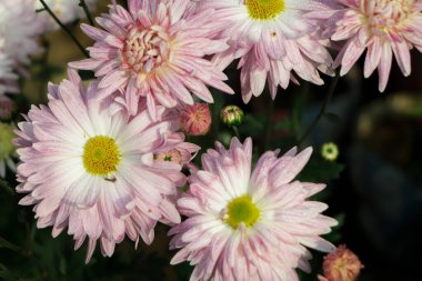 Bahçede bir grup pembe kasımpatı çiçeği