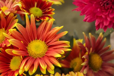 Bahçesinde kopya alanı olan sarı turuncu kasımpatı çiçeği.