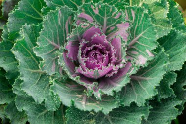 decorative purple cabbage. blooms very beautifully in autumn and adorns flower beds. Brassica oleracea