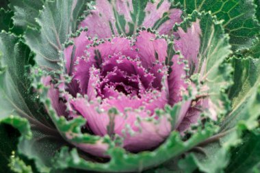 Colored leaves of ornamental cabbage. Crimson decorative cabbage.Ornamental kale.