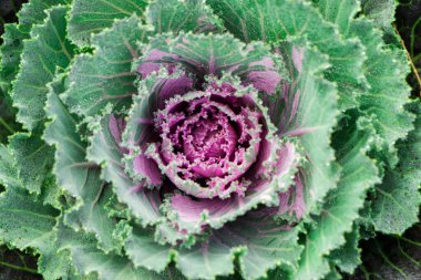 Bahçede çiçek açan mor-pembe lahana bitkisi.