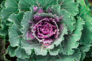 Lahana lahana yaprakları görünümünü kapatın. Sebze sağlıklı gıda arka plan