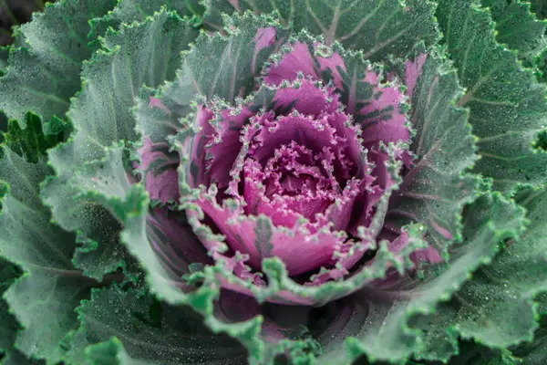 Flowering decorative purple-pink cabbage plant in garden. Ornamental cabbages. Winter flowers.