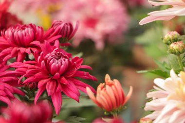 Pink Chrysanthemums in the autumn garden .Background of many small pink flowers of Chrysanthemum. Beautiful autumn flower background. Chrysanthemums Flowers blooming in garden clipart