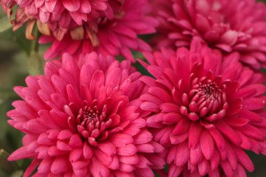 Pink Chrysanthemums in the autumn garden .Background of many small pink flowers of Chrysanthemum. Beautiful autumn flower background. Chrysanthemums Flowers blooming in garden clipart