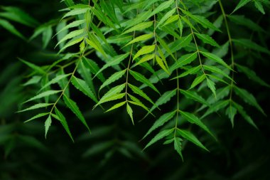 Azadirachta indica - Neem ağacı yapraklarının bir dalı. Doğal Tıp.