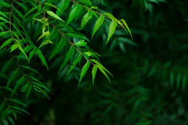 Azadirachta indica - Neem ağacı yapraklarının bir dalı. Doğal Tıp.