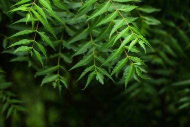 Azadirachta indica - Neem ağacı yapraklarının bir dalı. Doğal Tıp.