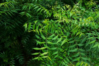 Azadirachta indica - Neem ağacı yapraklarının bir dalı. Doğal Tıp.
