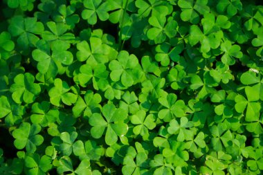 Yeşil yoncalı dört yapraklı yonca