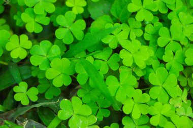 Yeşil yoncalı dört yapraklı yonca