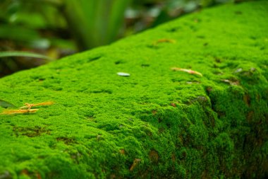 Integrity of the forest, national park. Beautiful green moss on the floor, moss close-up, macro. Beautiful background of moss with sunlight clipart