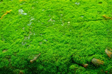 Yeşil yosun dokusunu kapat, arka plan. Yeşil doku