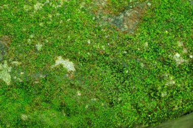 Yosun yeşili doku. Yosun arka planı. Grunge dokusunda yeşil yosun, arkaplan.