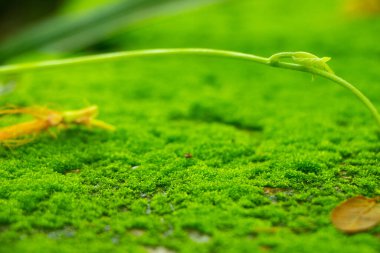 Yosun yeşili doku. Yosun arka planı. Grunge dokusunda yeşil yosun, arkaplan.