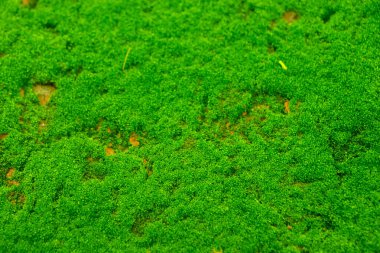 Yosun yeşili doku. Yosun arka planı. Grunge dokusunda yeşil yosun, arka planda. Uzun web pankartı