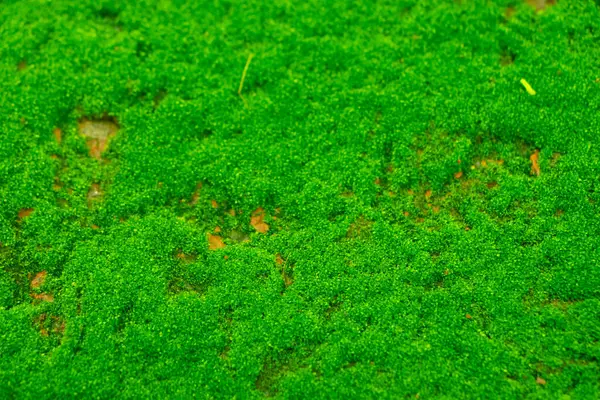 Yosun yeşili doku. Yosun arka planı. Grunge dokusunda yeşil yosun, arka planda. Uzun web pankartı